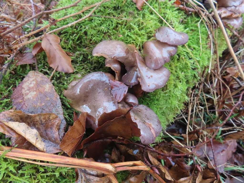 Sarcomyxa serotina · January 2026 · photo: © helrob (iNaturalist, cc-by)