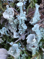 Cladonia asahinae