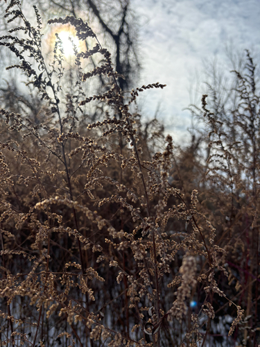 Artemisia vulgaris