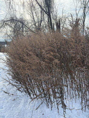 Artemisia vulgaris