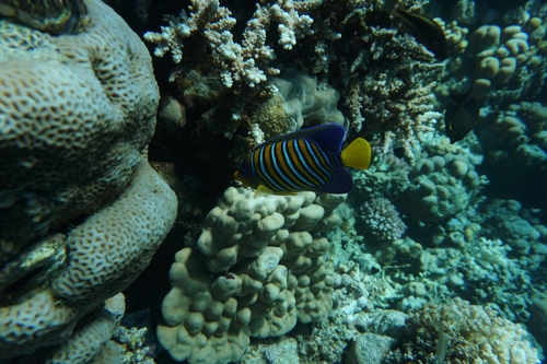 Angelfish (Pygoplites diacanthus) — Pomacanthidae
