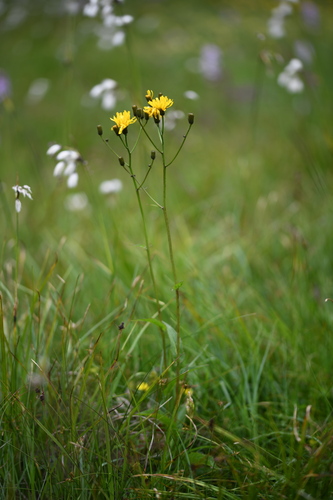 Marsh Hawk's-beard (Crepis paludosa)