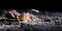Eremobatidae