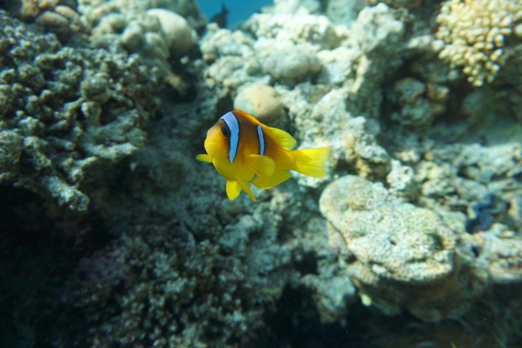 Clownfish (Amphiprion bicinctus) — Pomacentridae