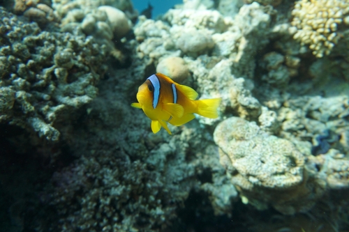 Clownfish (Amphiprion bicinctus) — Pomacentridae