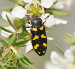 Castiarina octospilota