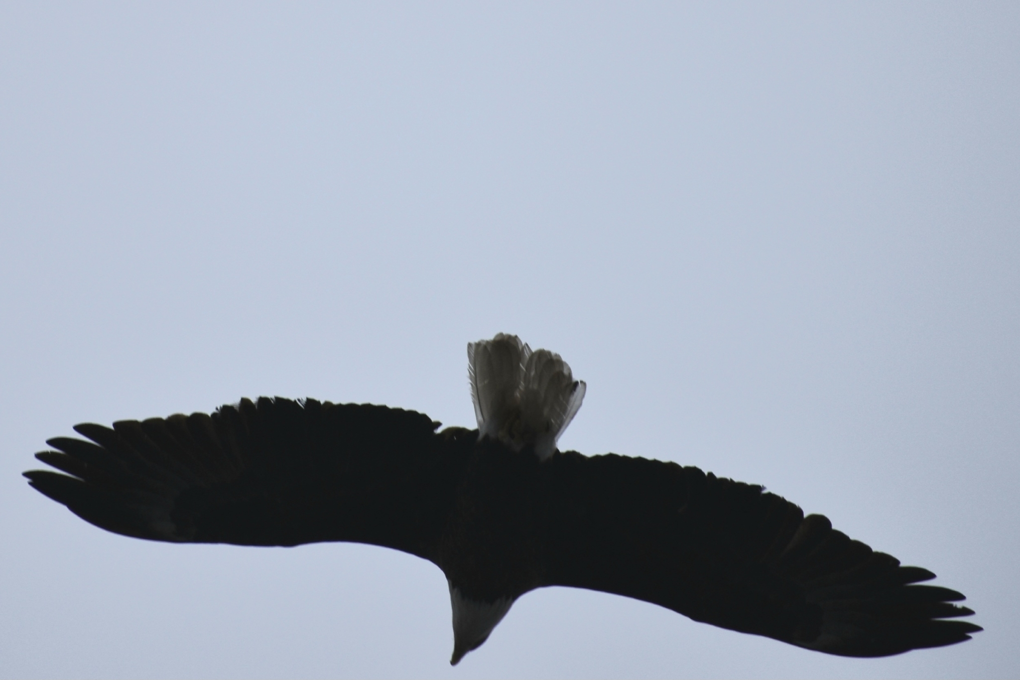 Haliaeetus leucocephalus (Linnaeus, 1766)