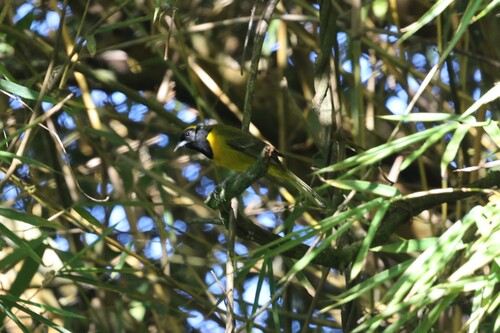 Bar-winged Oriole (Icterus maculialatus), photo 10