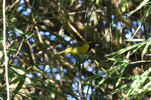 Bar-winged Oriole (Icterus maculialatus), photo 9