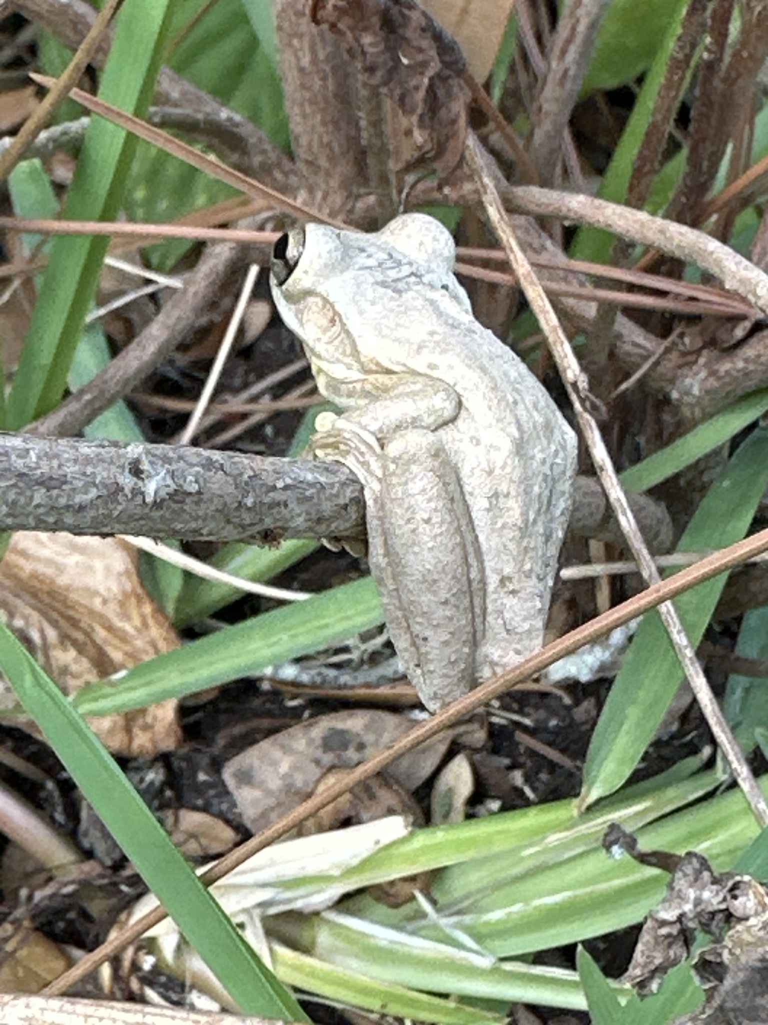 Osteopilus septentrionalis (Duméril & Bibron, 1841)