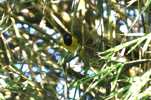 Bar-winged Oriole (Icterus maculialatus), photo 3