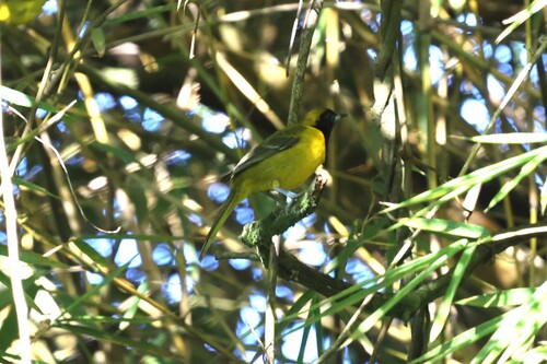 Bar-winged Oriole (Icterus maculialatus), photo 7