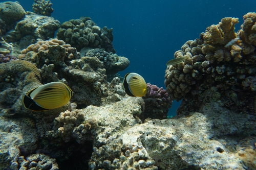 Butterflyfish (mixed species)