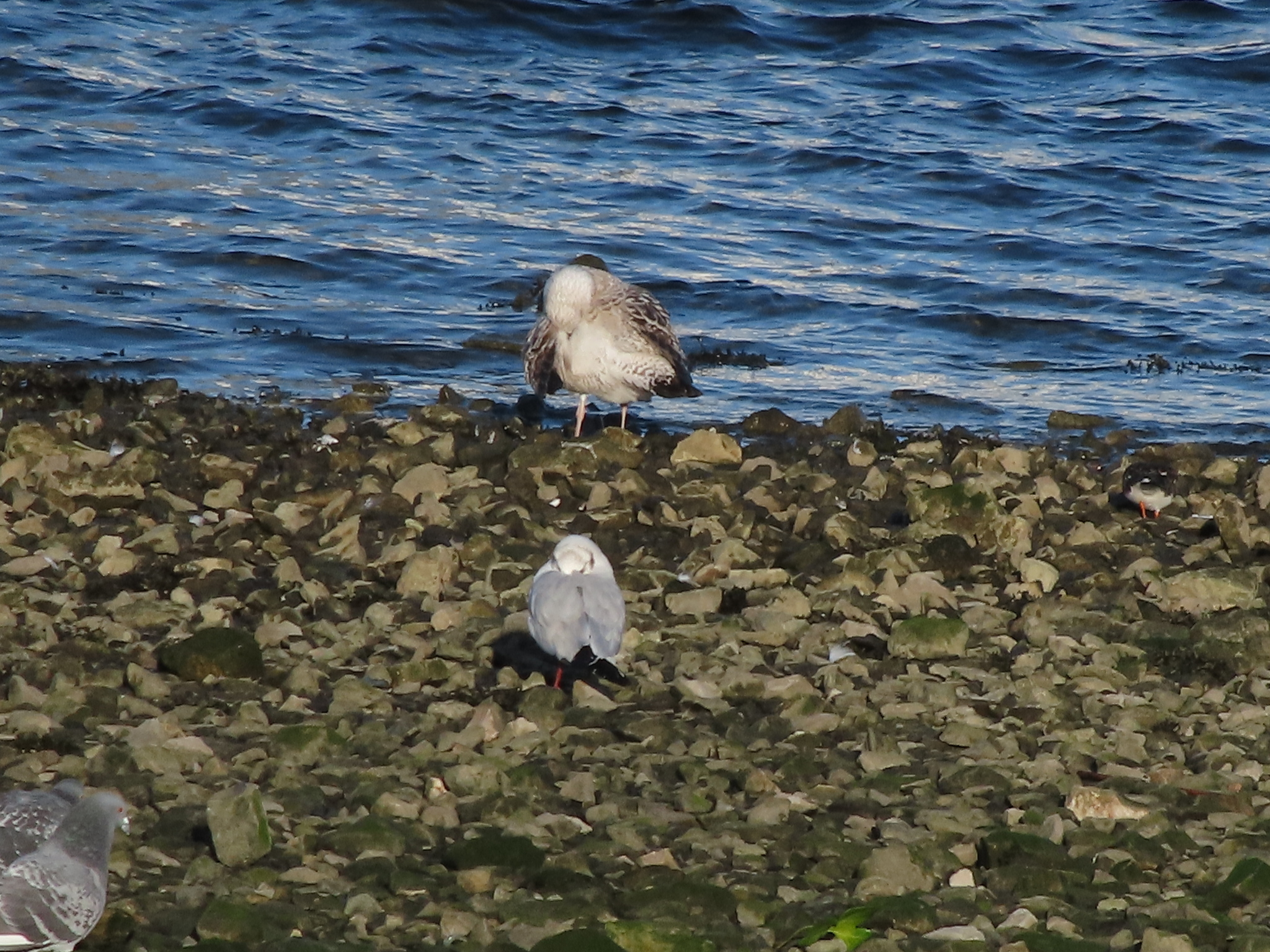 European Herring Gull (Larus argentatus), photo 6