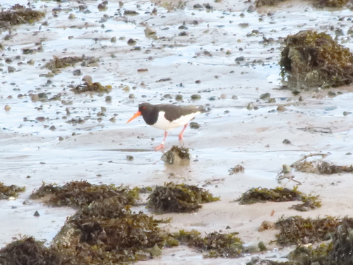 Eurasian Oystercatcher (Haematopus ostralegus), photo 9