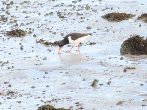 Eurasian Oystercatcher (Haematopus ostralegus), photo 8