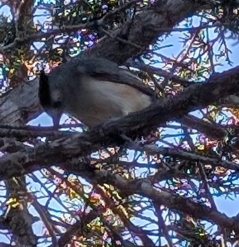 Black-crested Titmouse (Baeolophus atricristatus), photo 2