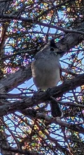 Black-crested Titmouse (Baeolophus atricristatus), photo 3
