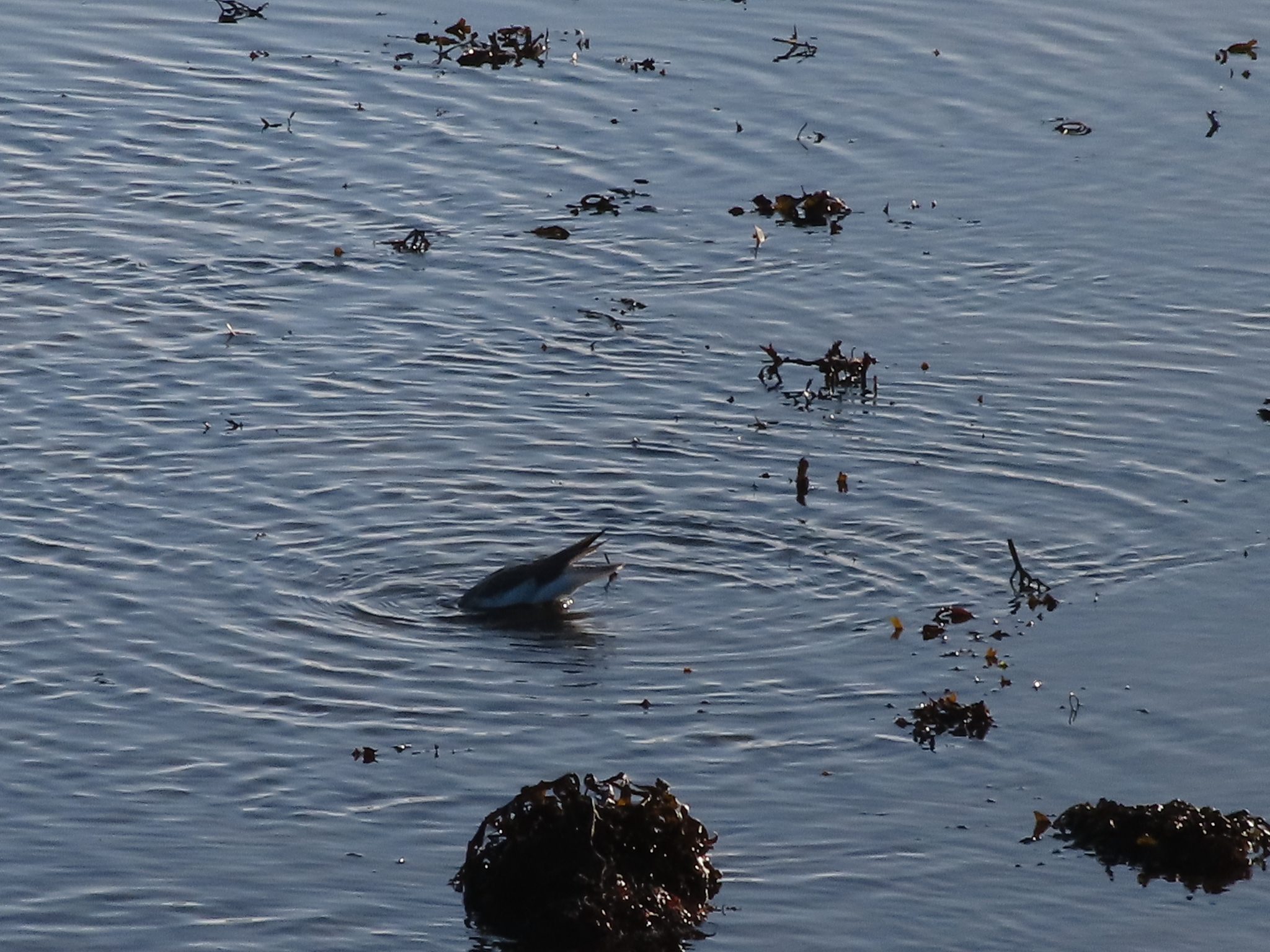Common Greenshank (Tringa nebularia), photo 4