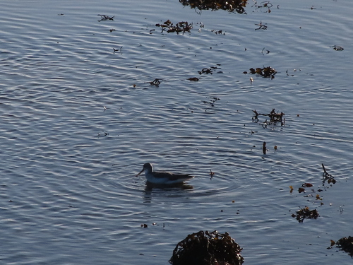 Common Greenshank (Tringa nebularia), photo 3