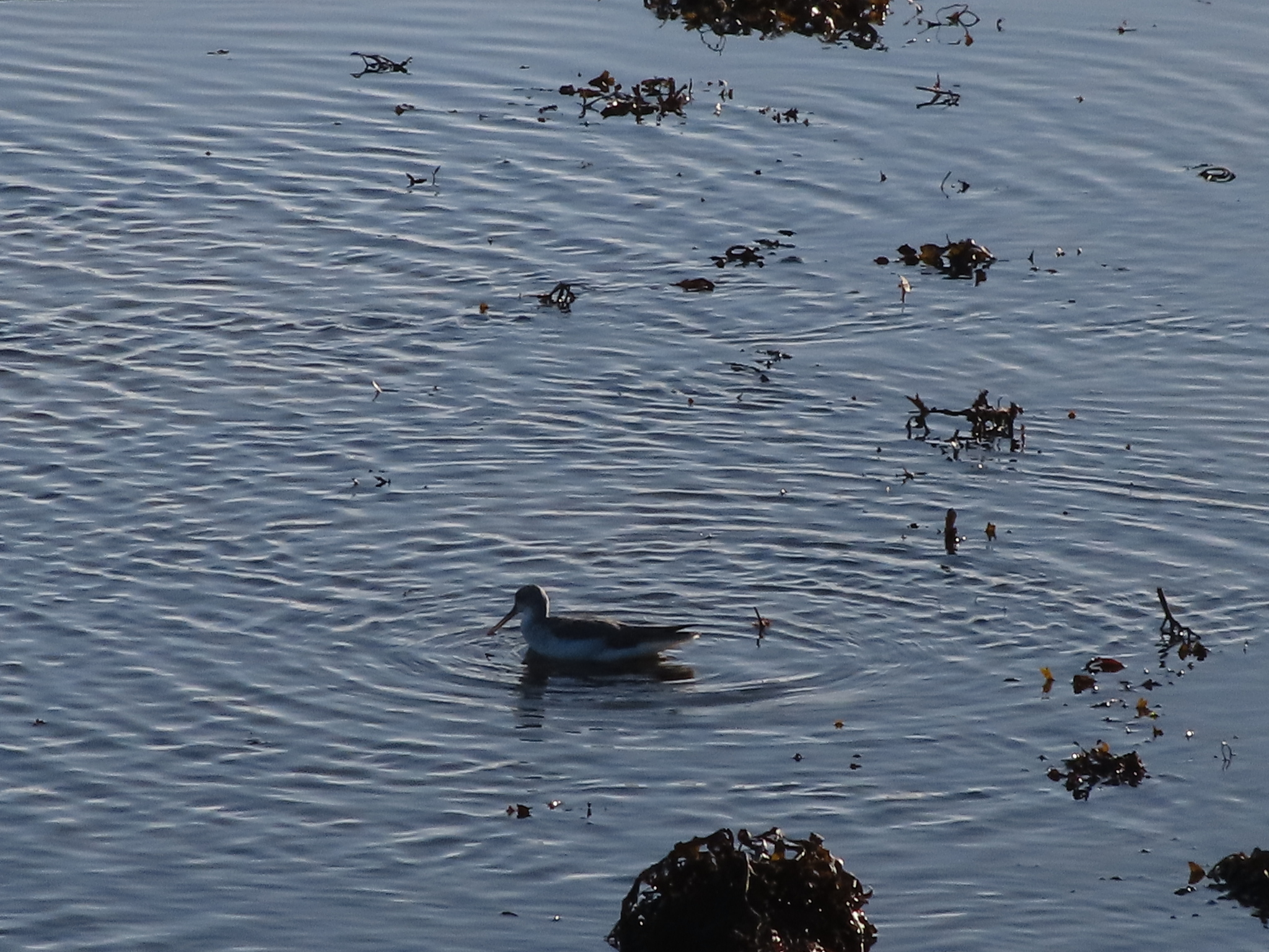 Common Greenshank (Tringa nebularia), photo 3