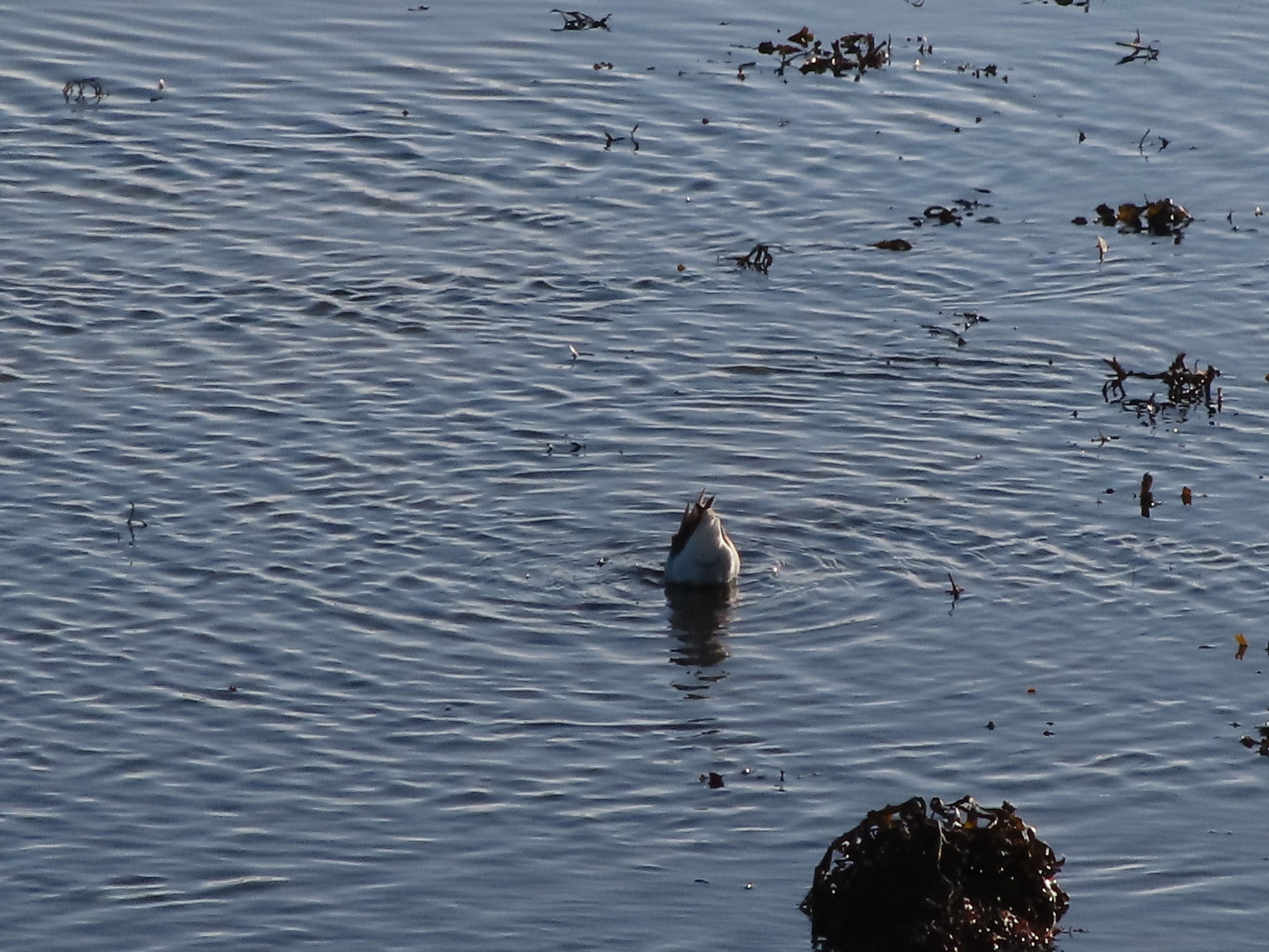 Common Greenshank (Tringa nebularia), photo 5