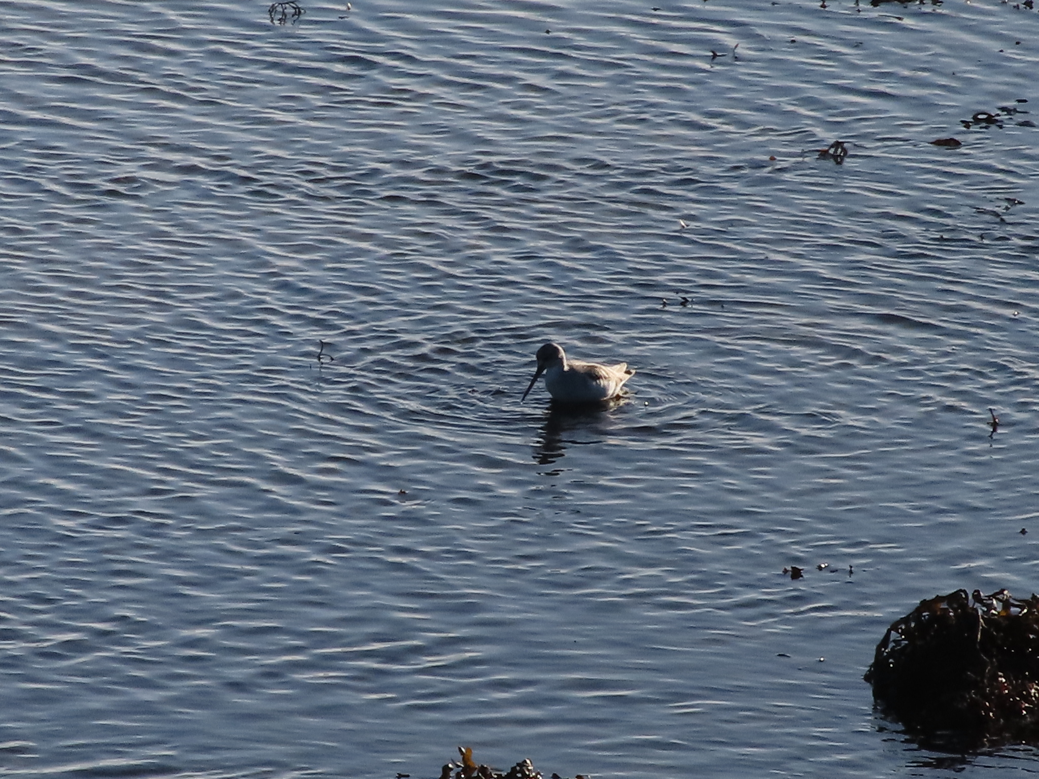 Common Greenshank (Tringa nebularia), photo 6