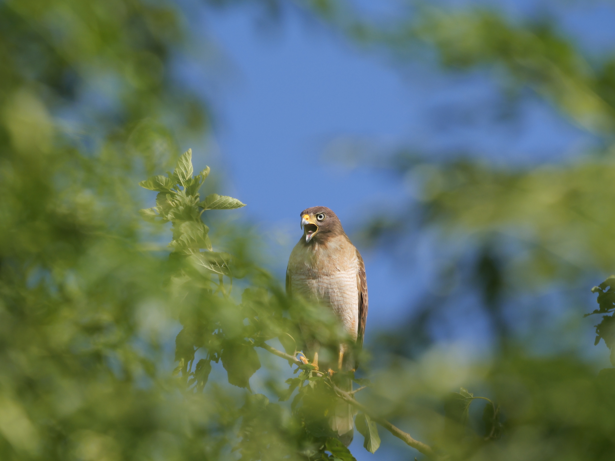 Rupornis magnirostris (Gmelin, 1788)