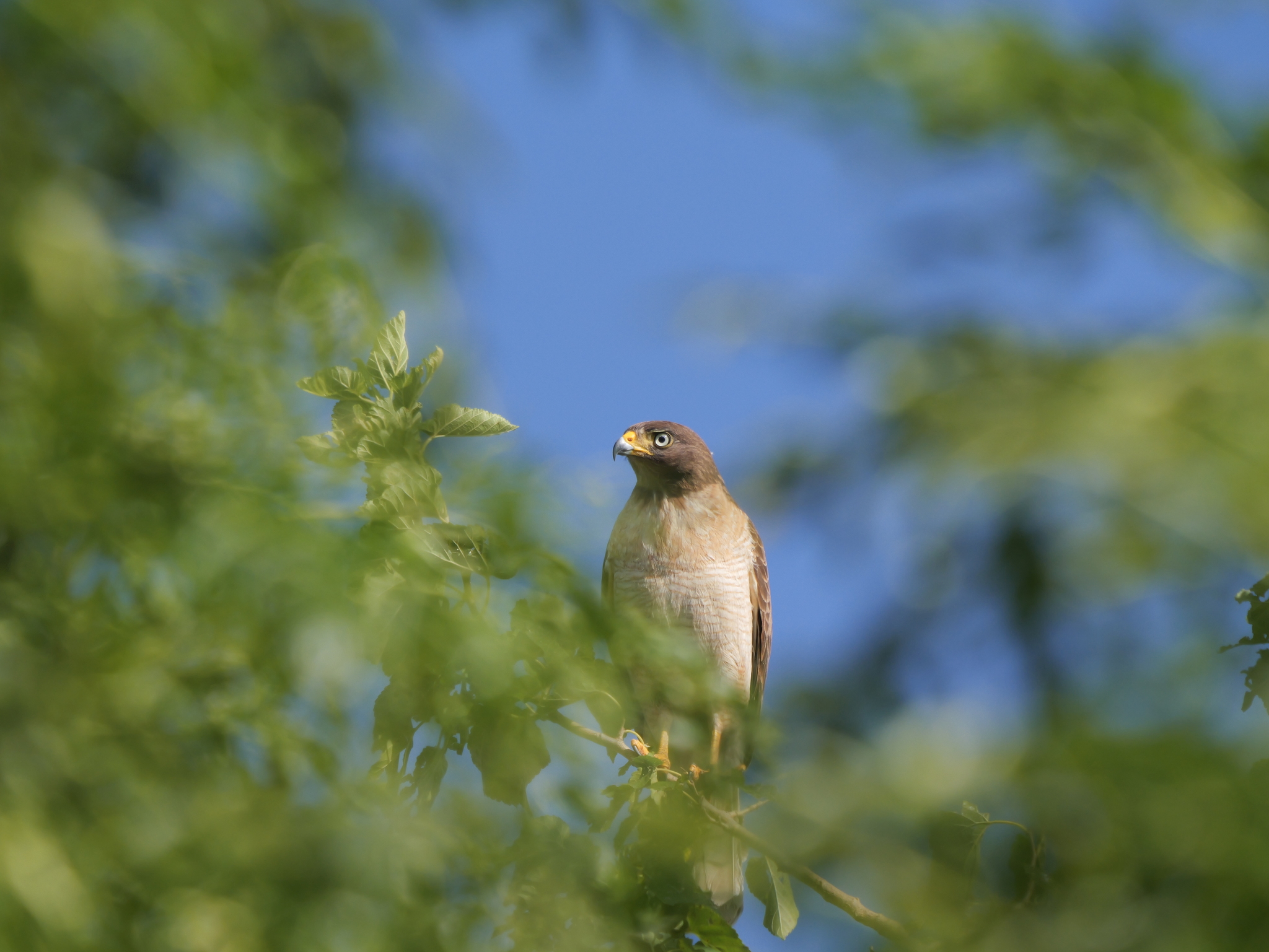 Rupornis magnirostris (Gmelin, 1788)