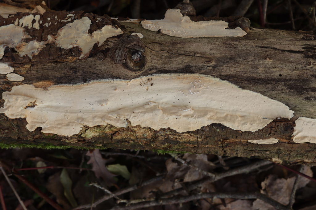 Scytinostroma hemidichophyticum · December 2025 · photo: © bjoerns (iNaturalist, cc-by)