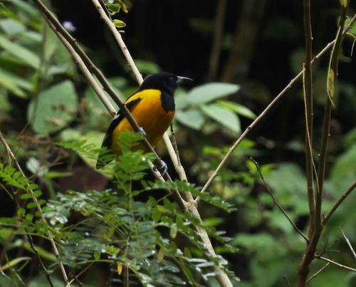 Bar-winged Oriole (Icterus maculialatus)