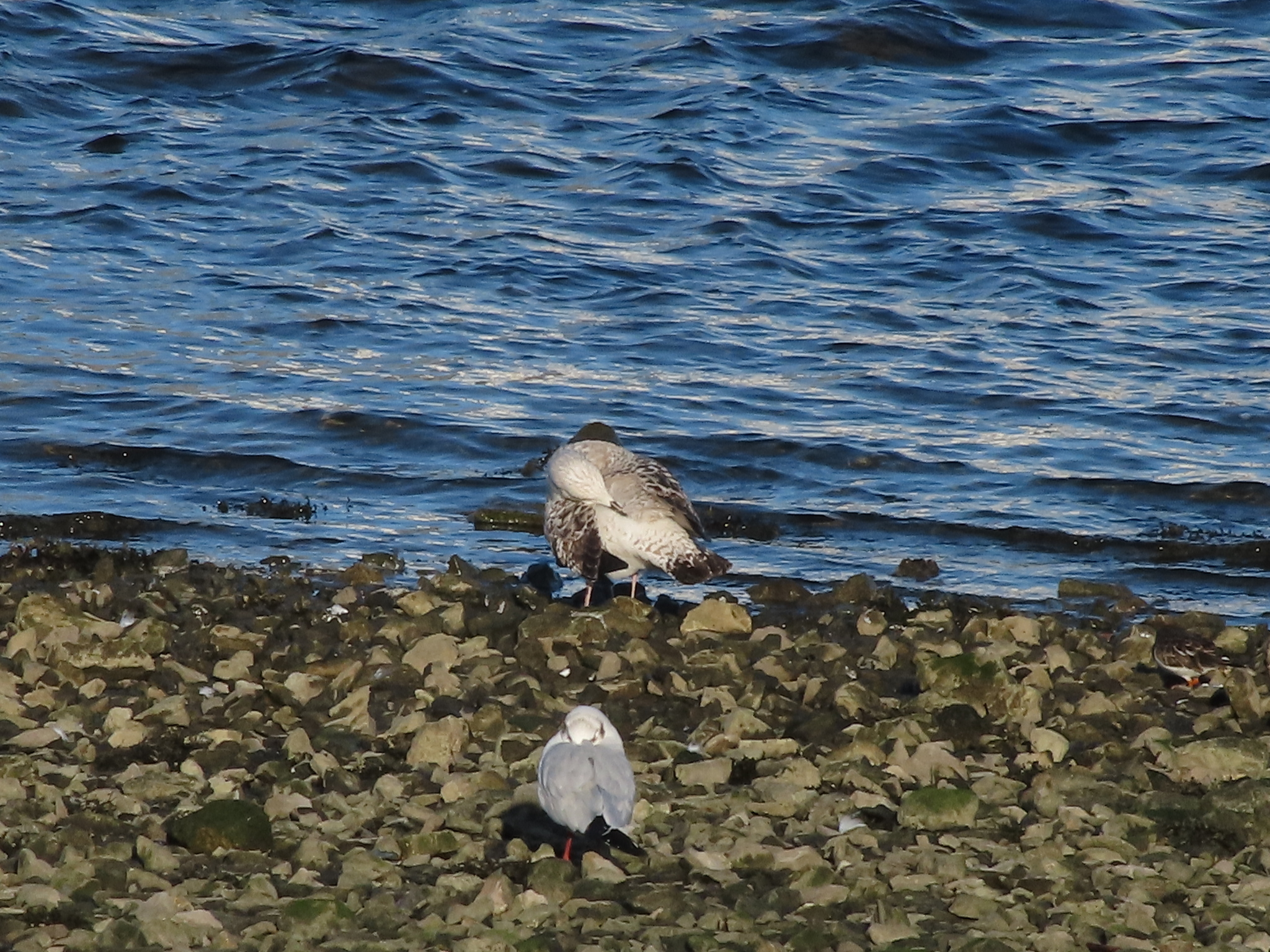 European Herring Gull (Larus argentatus), photo 7