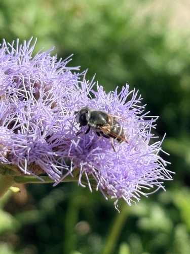 Unknown species found near Toscana Ave, Austin, TX, US