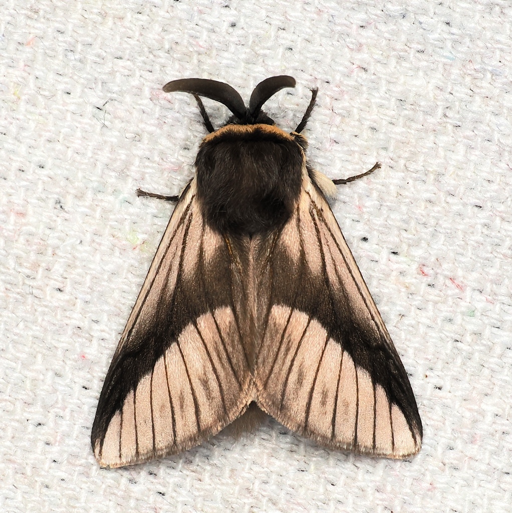 Mesoscia eriophora