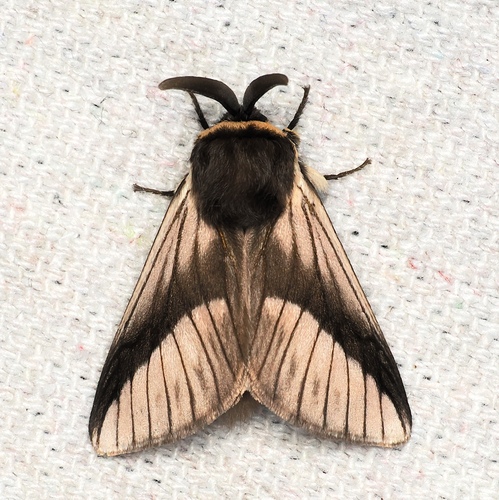 Mesoscia eriophora