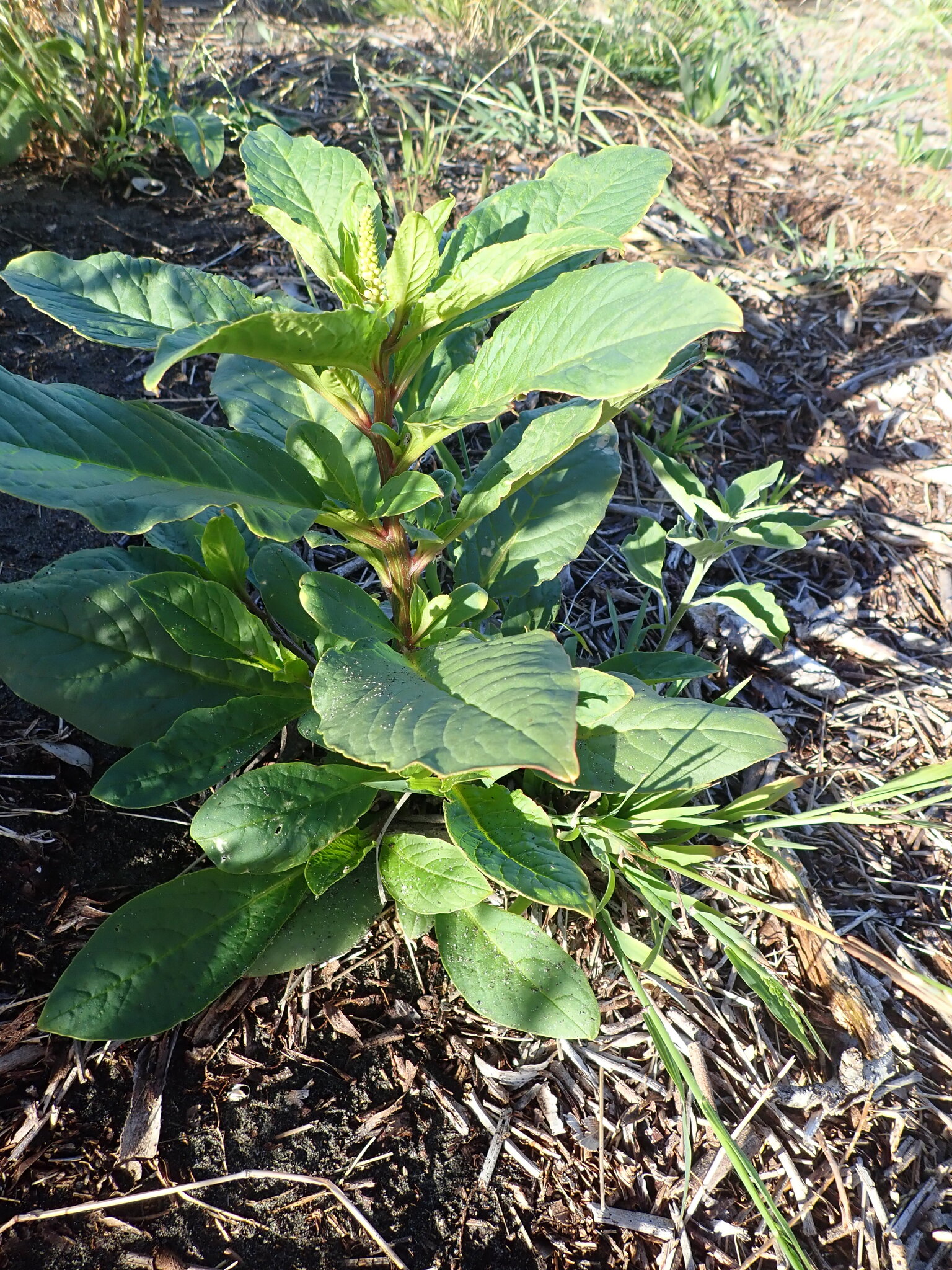 Pokeweed
