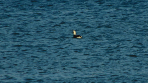 Long-tailed Duck (Clangula hyemalis), photo 4