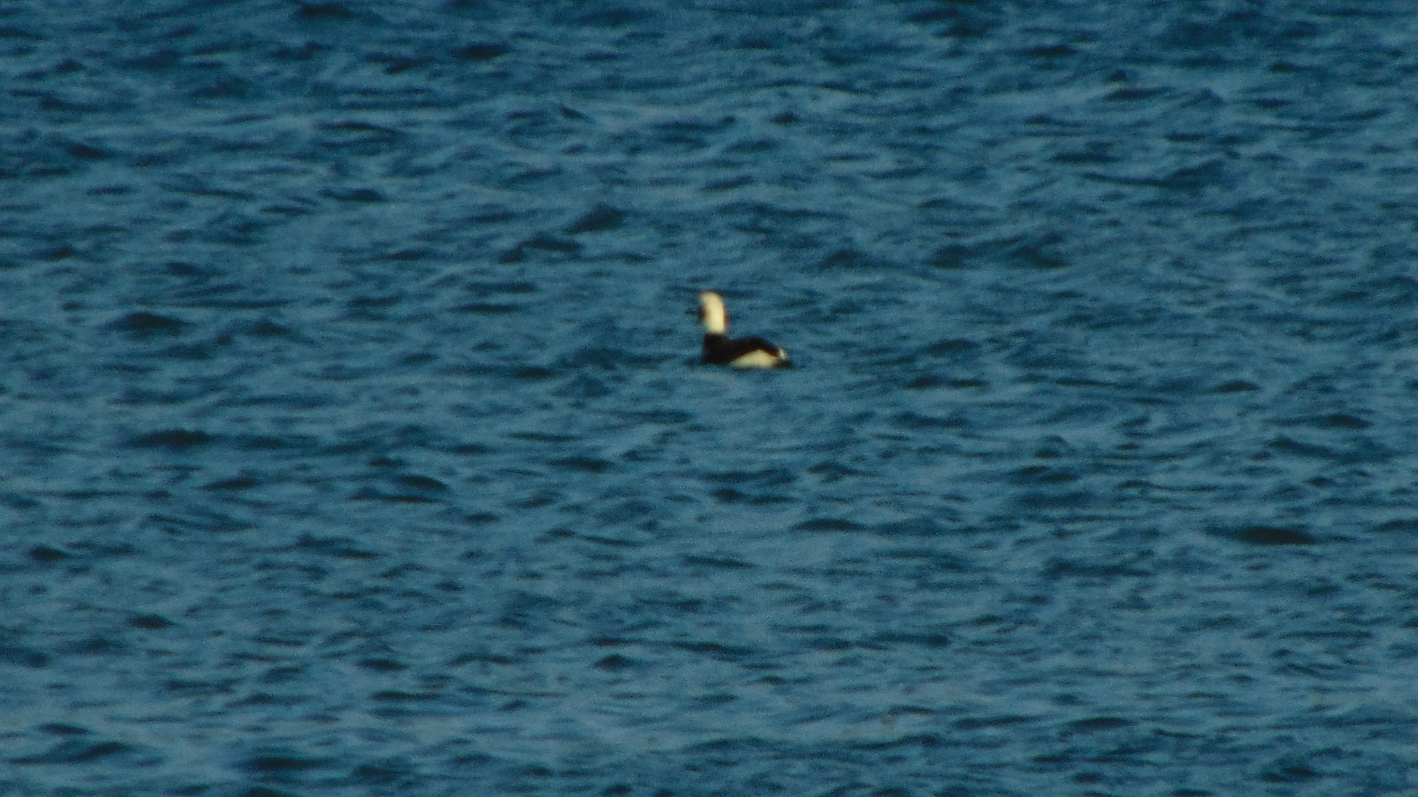 Long-tailed Duck (Clangula hyemalis), photo 4