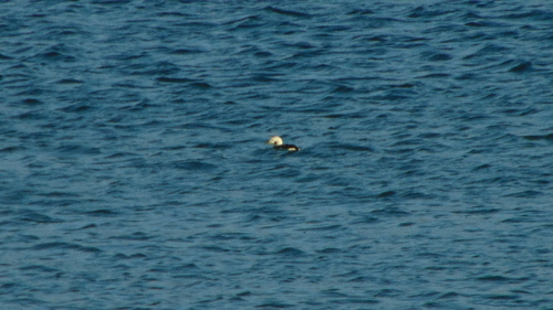 Long-tailed Duck (Clangula hyemalis), photo 5