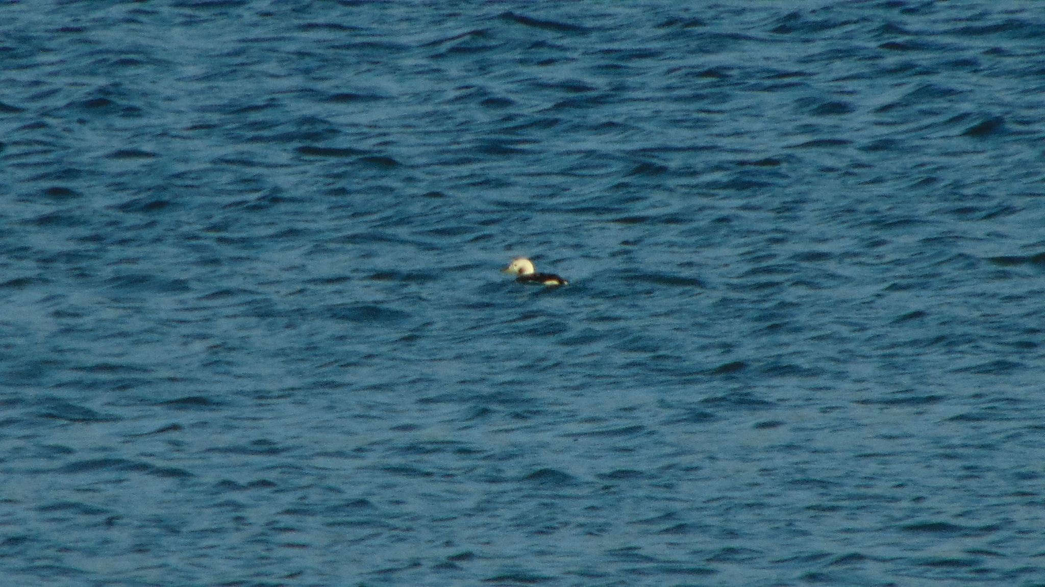 Long-tailed Duck (Clangula hyemalis), photo 5