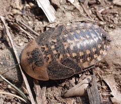 Blaberinae