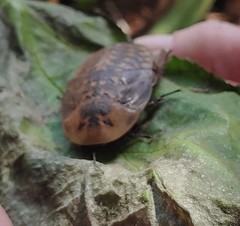 Blaberinae