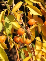 Pereskia aculeata