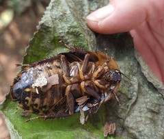 Blaberinae