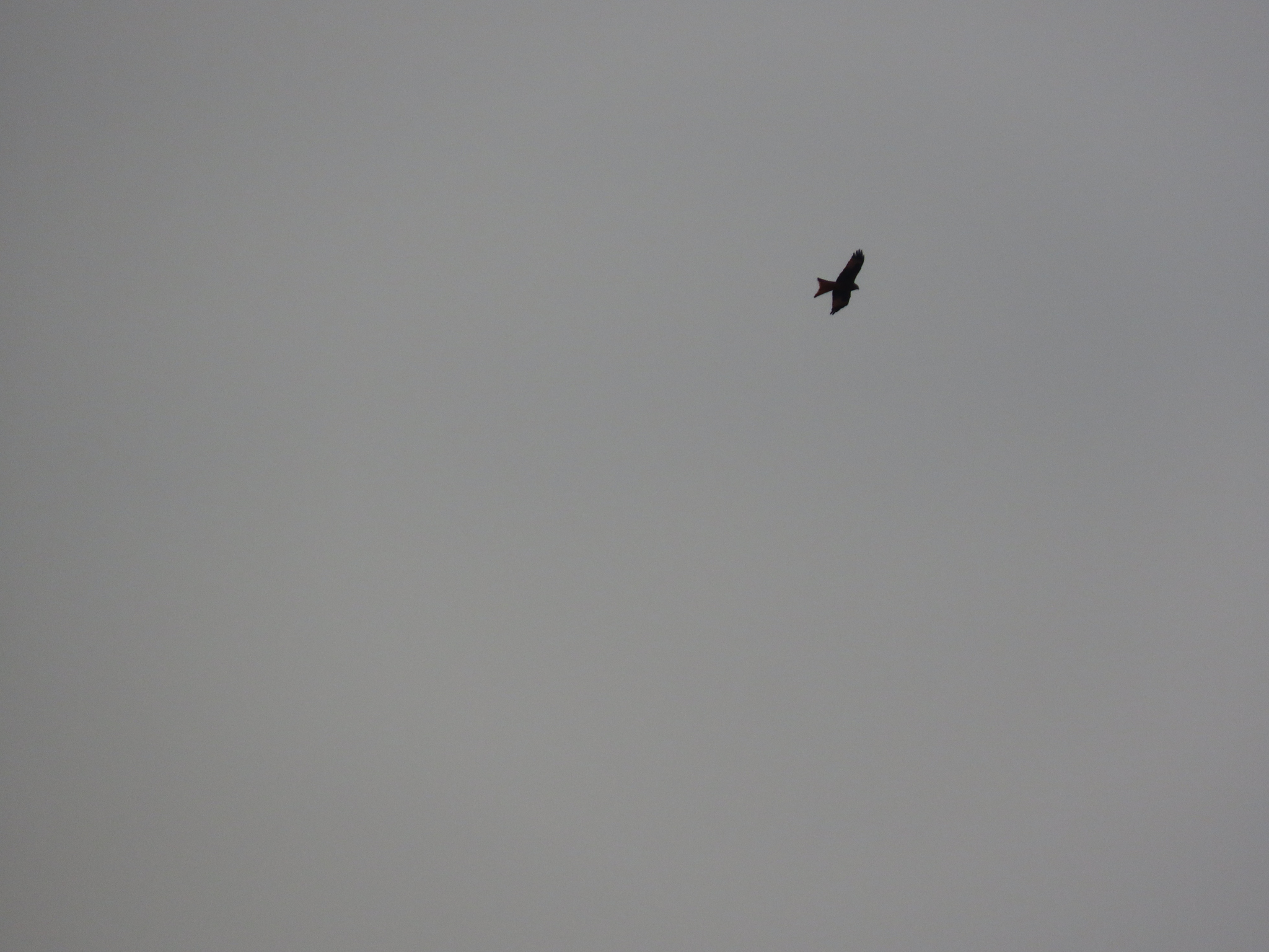 Milvus milvus (Linnaeus, 1758)