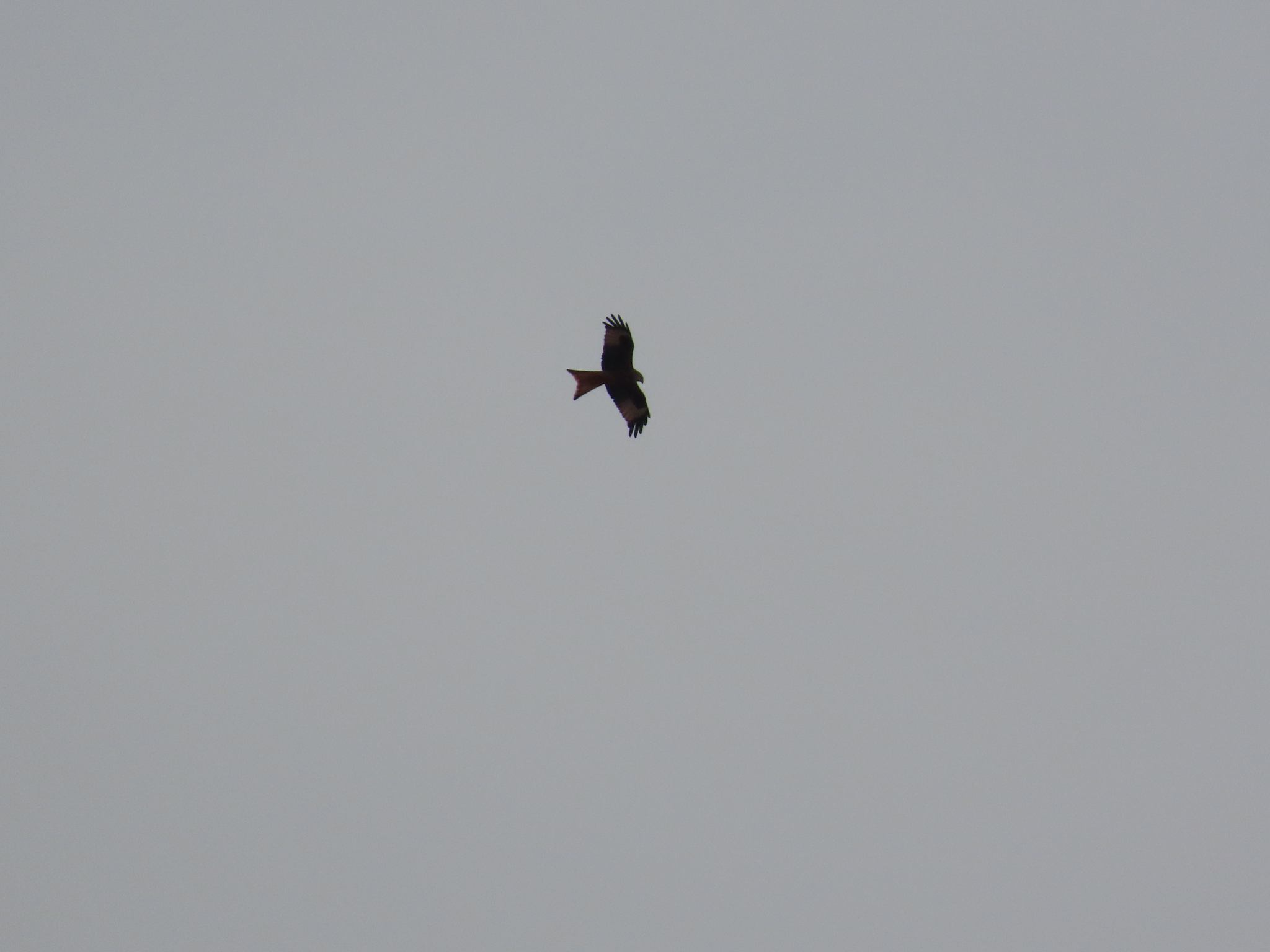 Milvus milvus (Linnaeus, 1758)