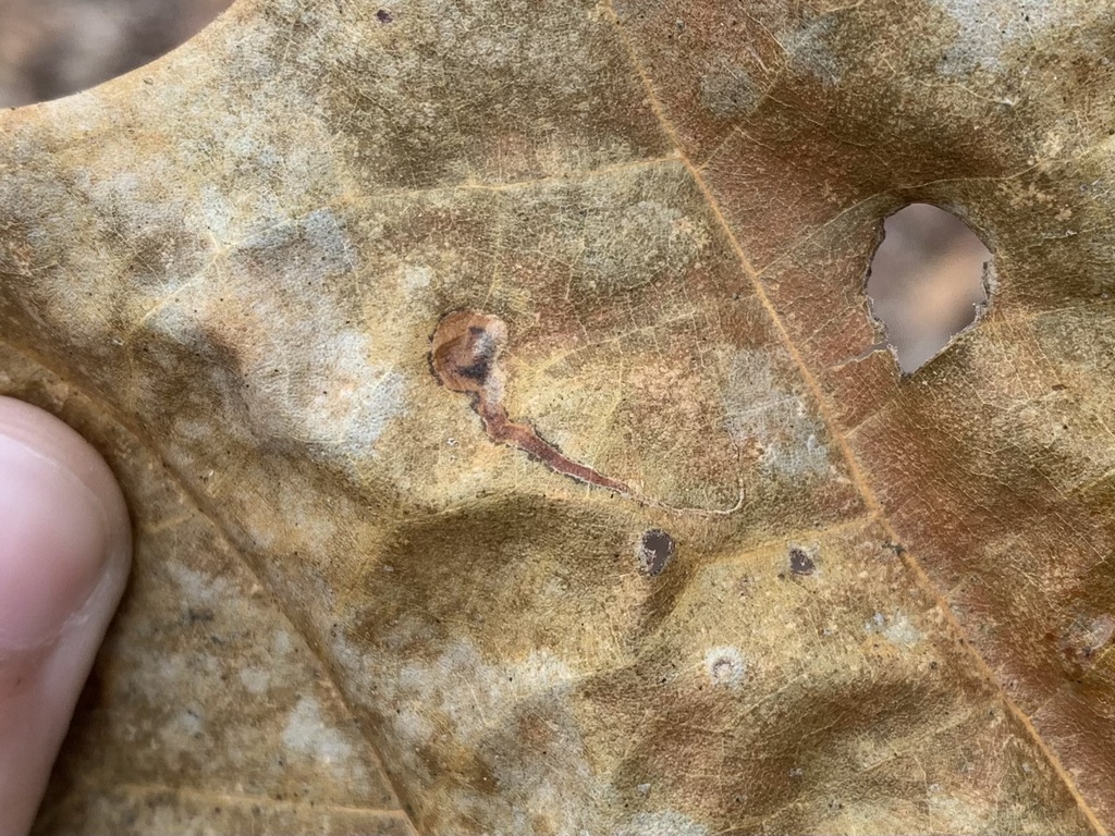Ectoedemia clemensella