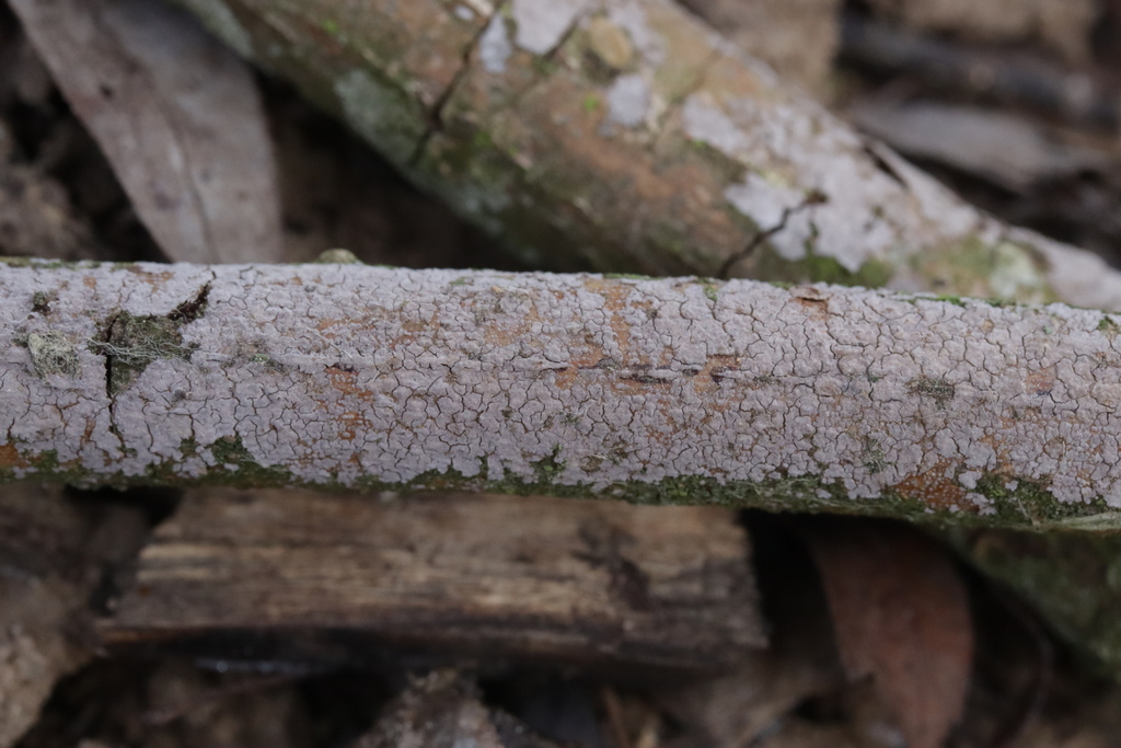 Peniophora lycii · December 2025 · photo: © bjoerns (iNaturalist, cc-by)