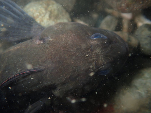 Rosylip sculpin (Ascelichthys rhodorus) — Cottidae