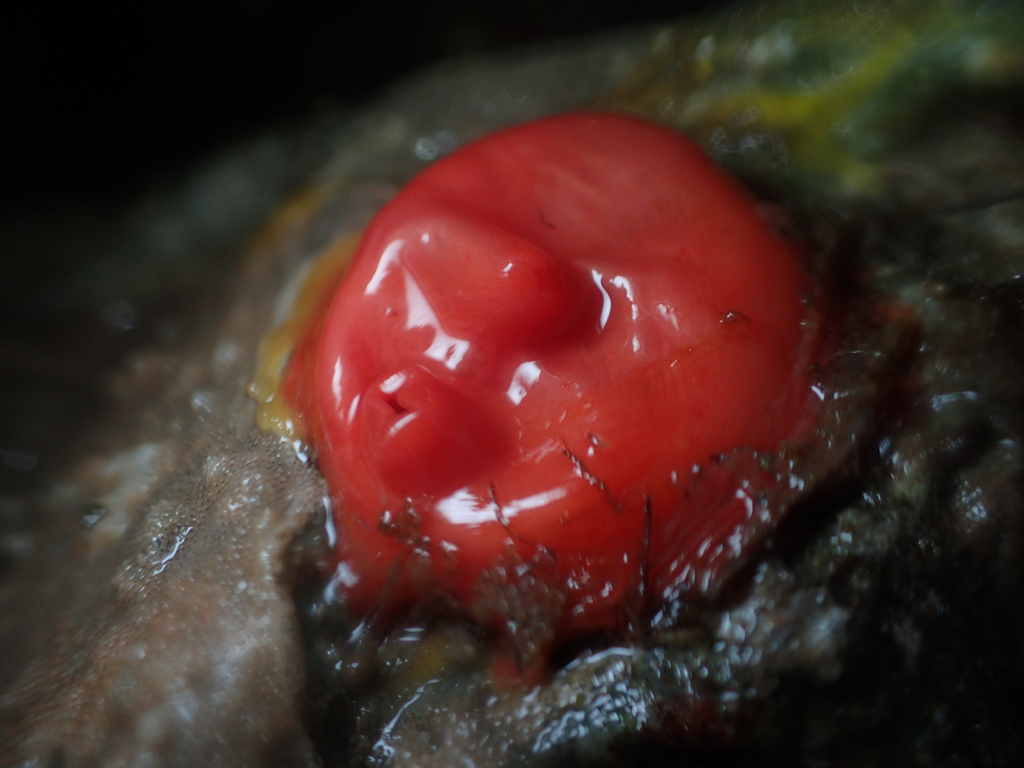 Cnemidocarpa finmarkiensis (Kiaer, 1893)